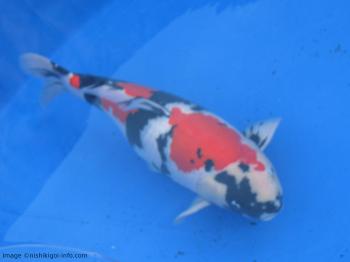 Why do people keep Koi Fish?