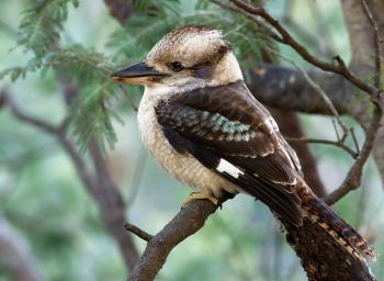 Kookaburra - Wikipedia