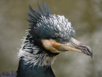File:Kormoran 2008-03-21 038.jpg - Wikimedia Commons