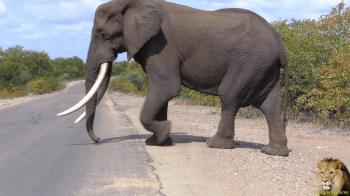 The Biggest Tusker Spotted In Kruger National Park - YouTube