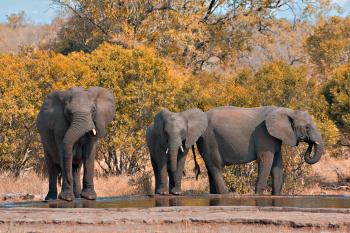 Kruger Park Elephants