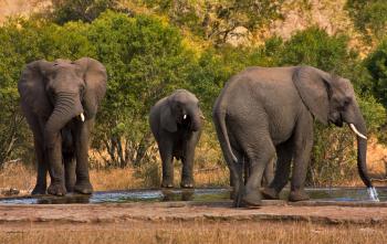 Kruger Park Elephants