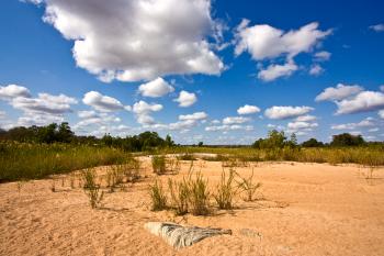 Kruger Park Landscape