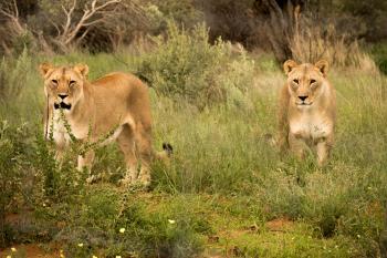 Budget Namibia Lodge Safari - Namibia Highlights Safari