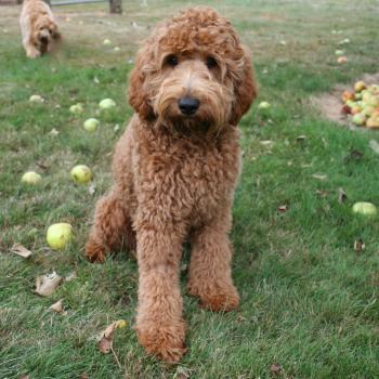 Retired Dogs | Bedrock Labradoodles