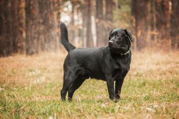 Labrador Retriever Health Problems - K9 Carts