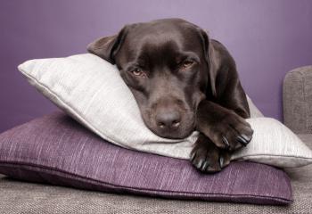 Labrador dog lying on pillows
