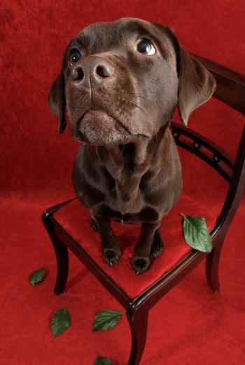 Labrador dog on chair