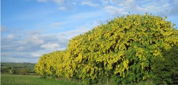 The Laburnum Mystery | The Real Wales