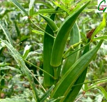 Seedstores : High Yield Lady Finger Hybrid F1 SUPREME (II) Seeds for ...