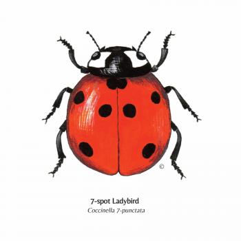 Hand Illustrated 7 – Spot Ladybird Card – Wonderful Wildlife ...
