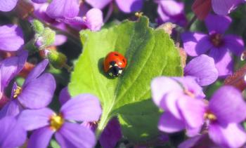 Ladybird in the Garden