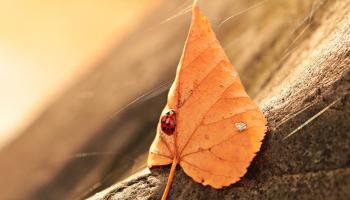 Ladybug and the Leaf