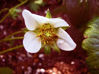 Ladybug in Flower