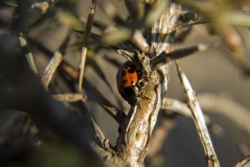 Ladybug in the sunset