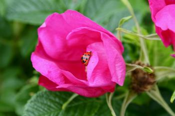 Ladybug on Pink Flower