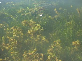 Lake Hopatcong Weed Harvest