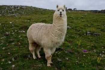 Lama (pattedyr) - Wikipedia, den frie encyklopædi