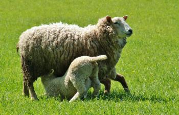 Lamb Feeding