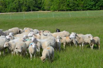 grass fed lamb