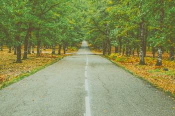 Landscape Photography of Concrete Road Between Trees