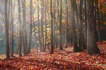 Landscape Photography of Forest during Autumn Season