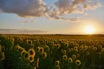 Landscape Photography of Sunflower Field during Sunset