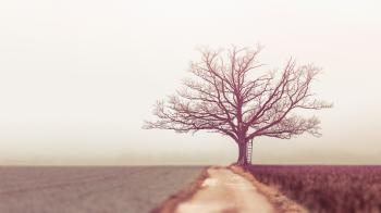 Landscape Photography of Withered Tree