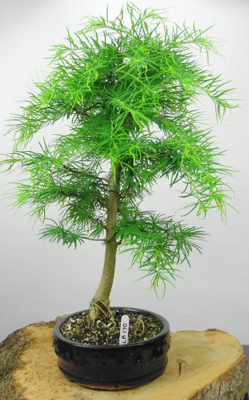 Japanese Larch-Larix kaempferi- Ryū Bonsai