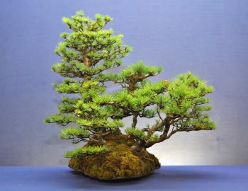Tree 12: Larch Landscape