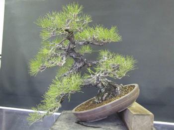 guy wires | Peter Tea Bonsai
