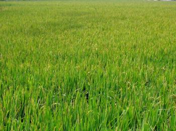 Large Chinese Rice Field