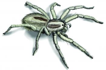 Wolf Spider Infestation - How to Get Rid of Wolf Spiders