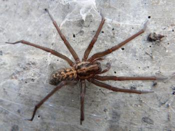 Giant house spiders the size of mice 'invading' UK homes following ...