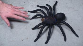 WORLD'S LARGEST TARANTULA! - YouTube