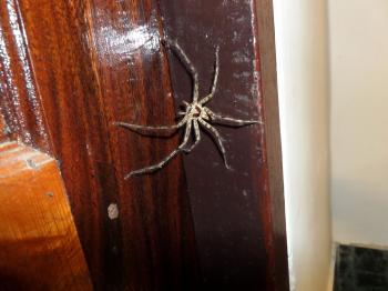 Large Thai spider