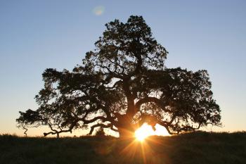 Free Stock Photo of Sun Shining Behing Silhouette of Large Tree