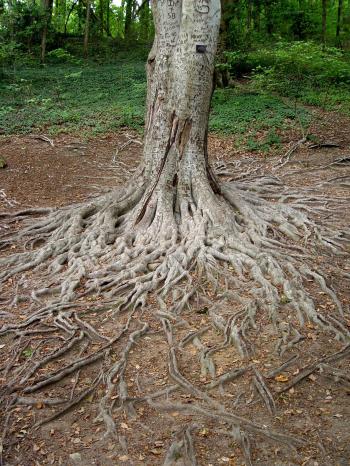 Tree roots in the vegetable garden | PennLive.com