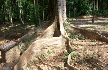 Large Tree Roots