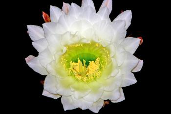 Large white cactus flower