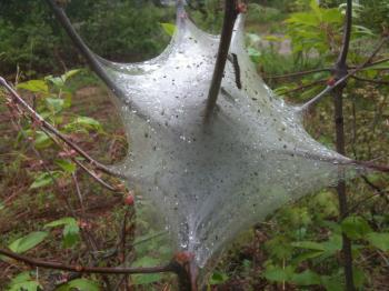 File:The Moth larvae Nest.jpg - Wikimedia Commons