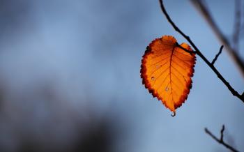 Last Autumn Leaf Wallpaper [2560x1600]