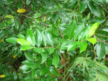 Cherry Laurel for Sale - Wilcox Nursery