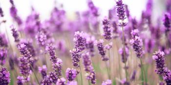 3 Surprising Beauty Benefits Of Lavender | HuffPost