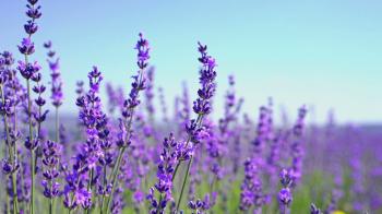 Close up tilt shot of lavender flowers. Lavender field on the ...