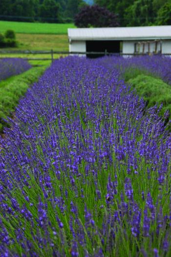 Growing Lavender | HGTV