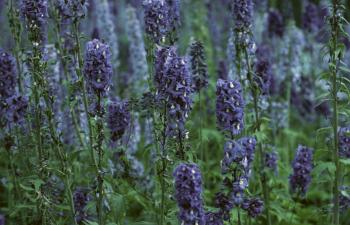 When Does Lavender Bloom? | Home Guides | SF Gate