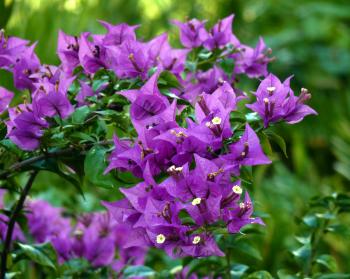 In Bloom: Bougainvillea | MOSI Outside