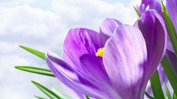Free Download Lavender Color Flower Wallpaper in 1920x1080 ...