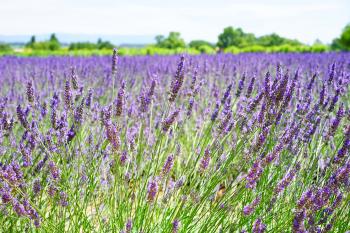 Lavender Field during Daytime
